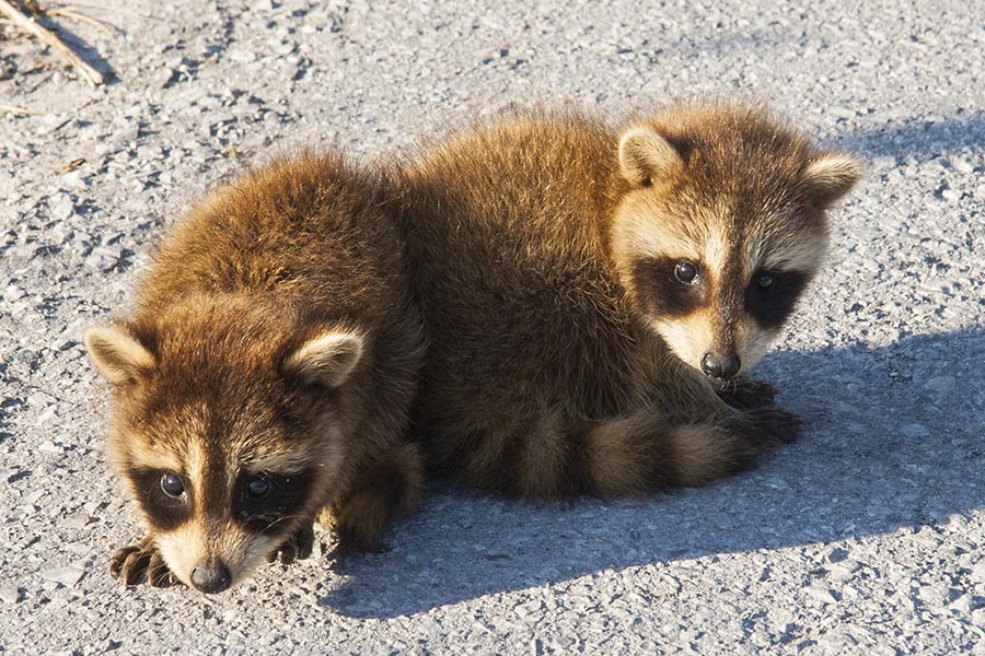 Baby Racoons