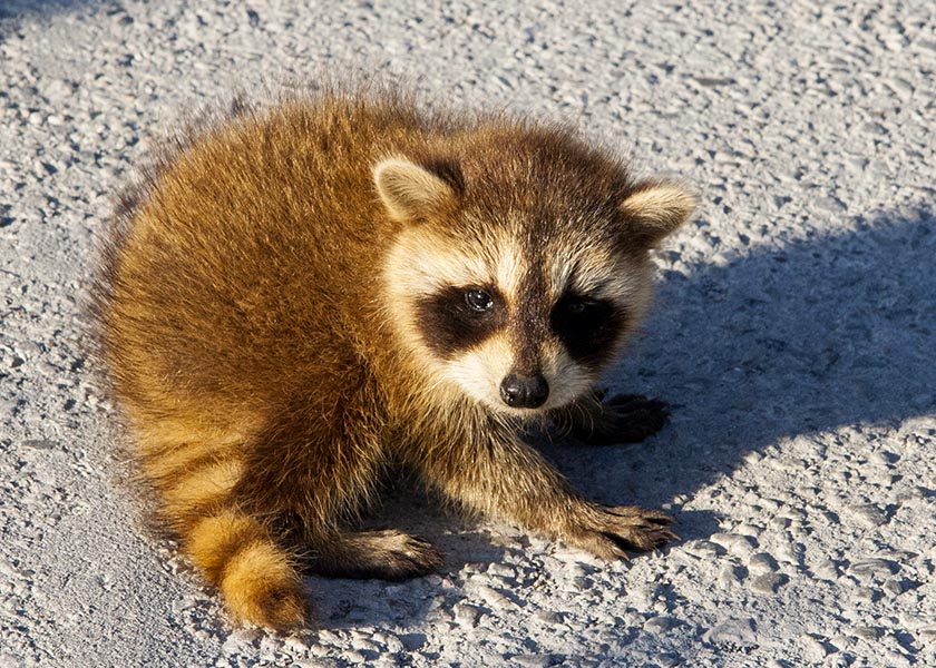 Adorable Baby Racoon