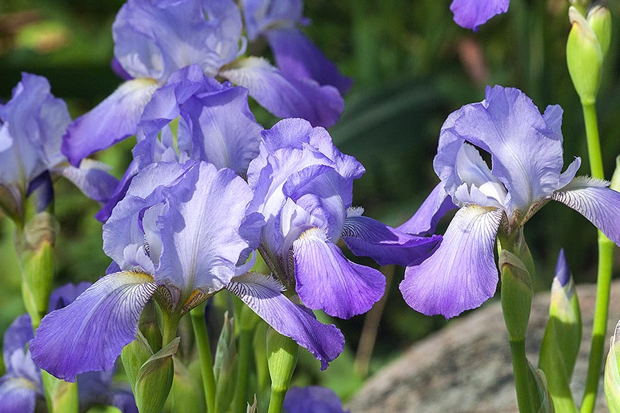 Blue Irises