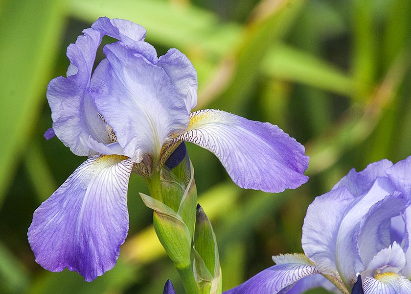 Single Iris