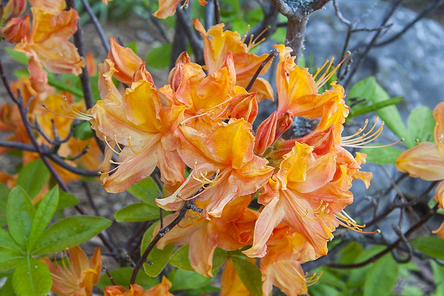 Orange Azalea