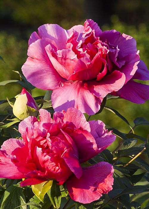 Peonies in the Evening Sun