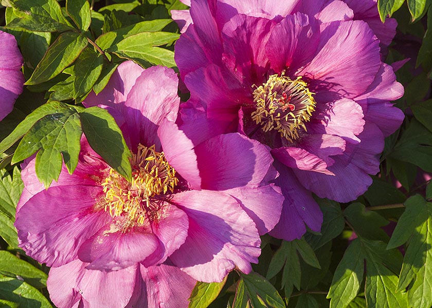 Single Tree Peonies