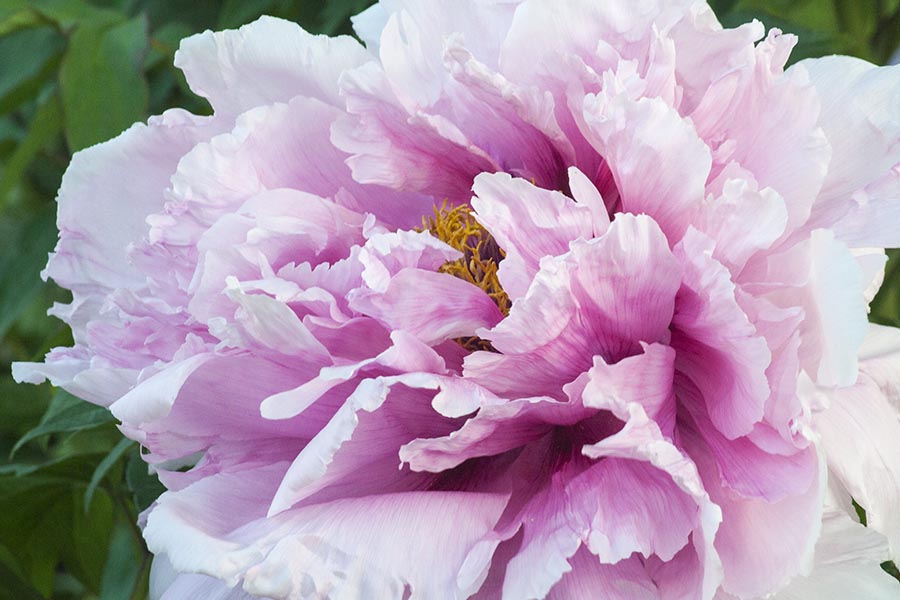 Double Peony