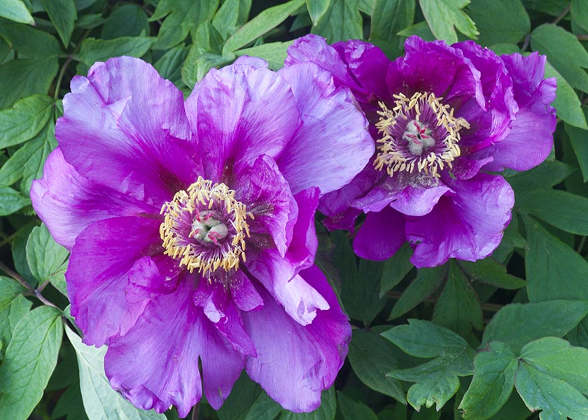 Single Peonies in the Shade
