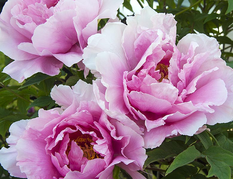 Three Double Pink Peonies