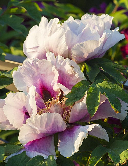 Peonies in the Late Day Sun
