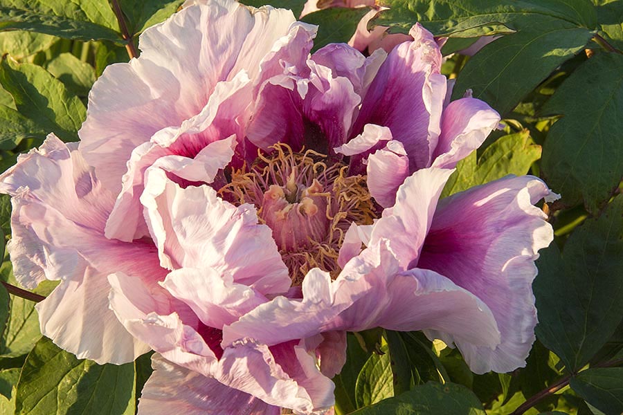 Spectacular Peony