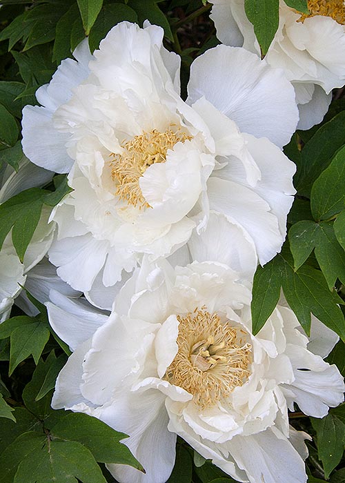 White Peonies