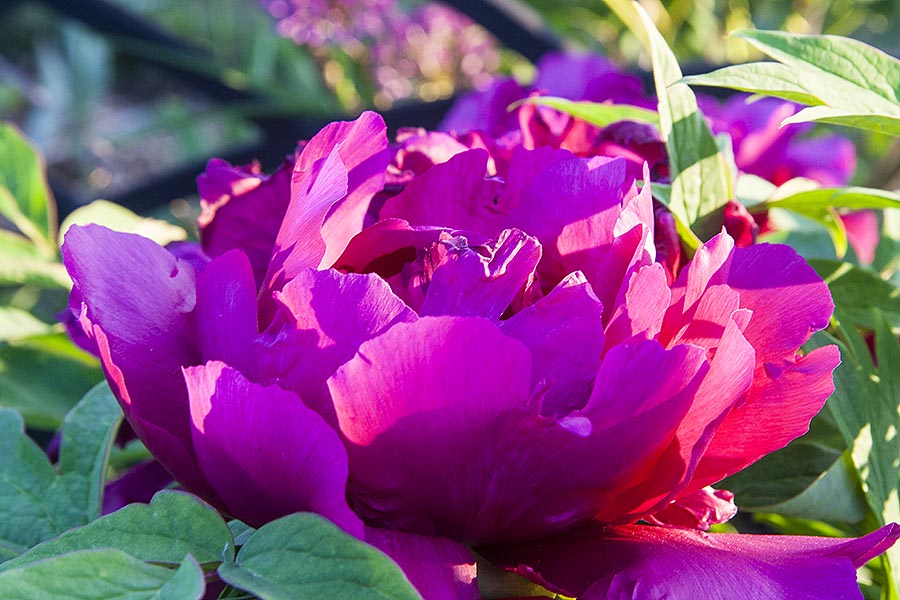 Magenta Petals