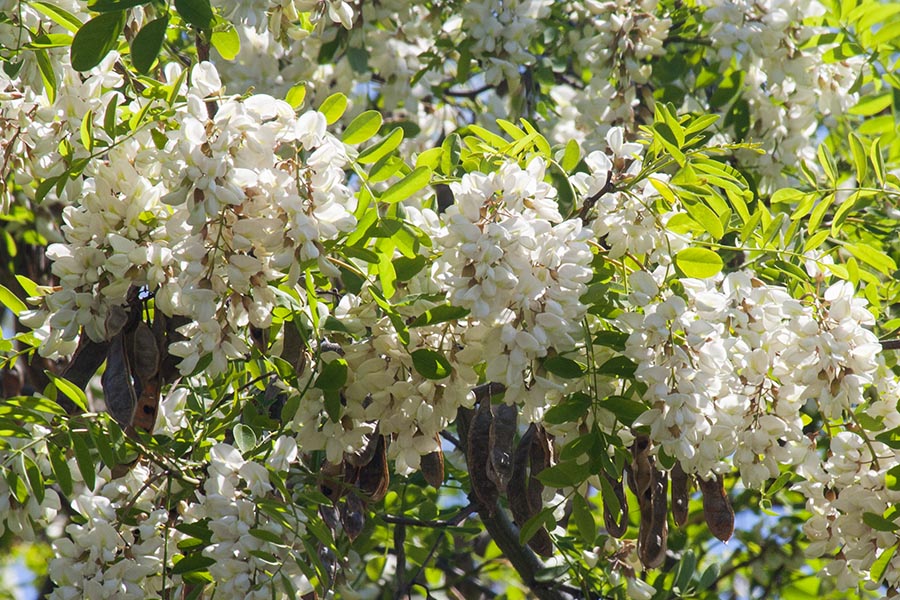 Locust in Bloom