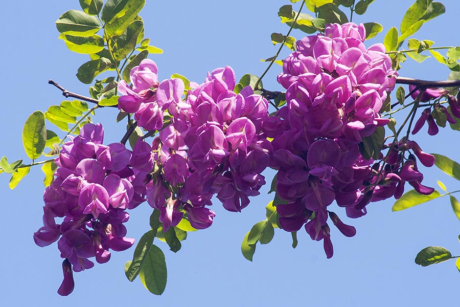 Robinia Blossoms