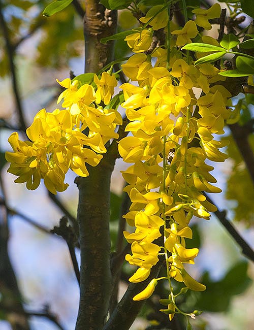 Golden Chain Flowers