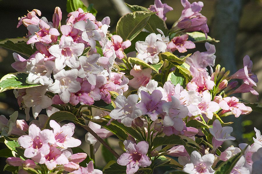 Pink Weigelia