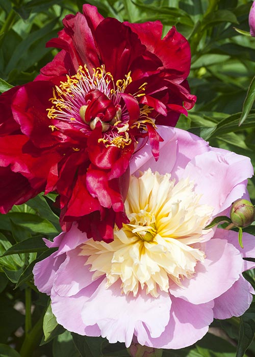 Pink and Red Peonies