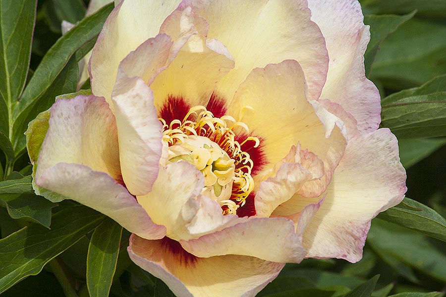Golden Yellow Peony