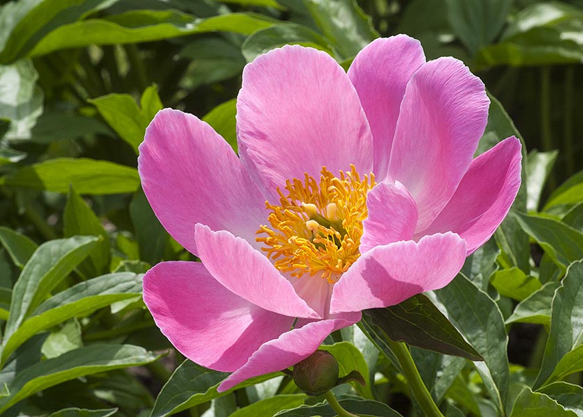 Single Pink Peony