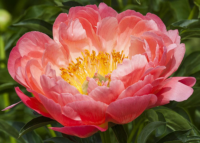 Double Orange Tree Peony