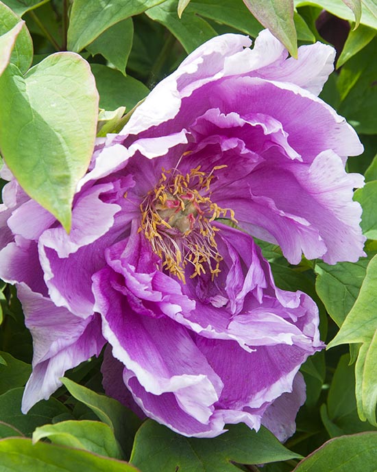 Pink Tree Peony