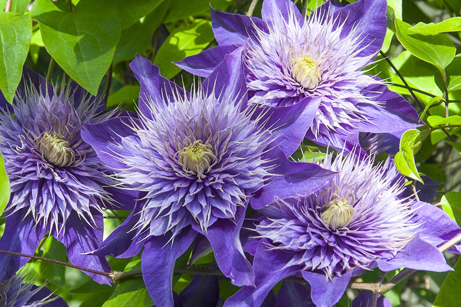 Purple Clematis
