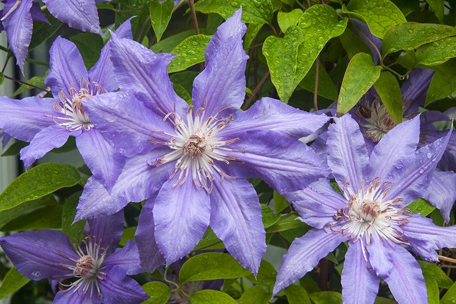 Single Clematis