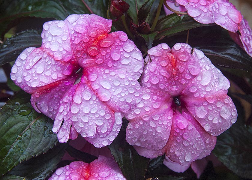 After the Rain