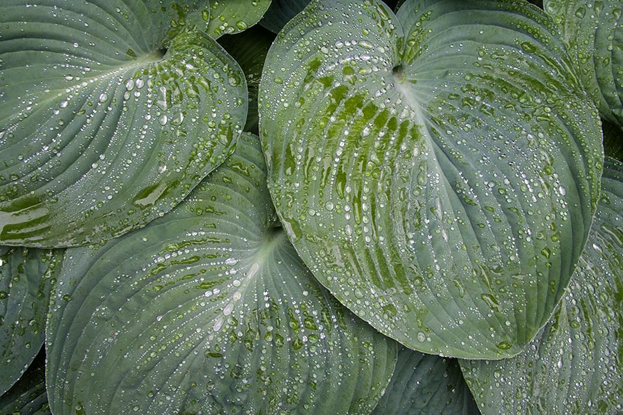 More Wet Hostas