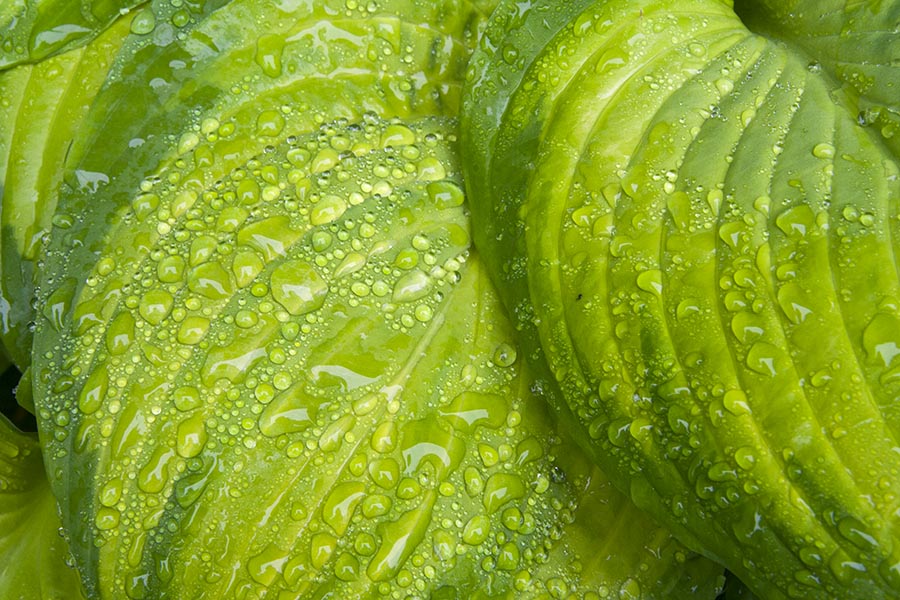 Water Droplets on the  Hostas