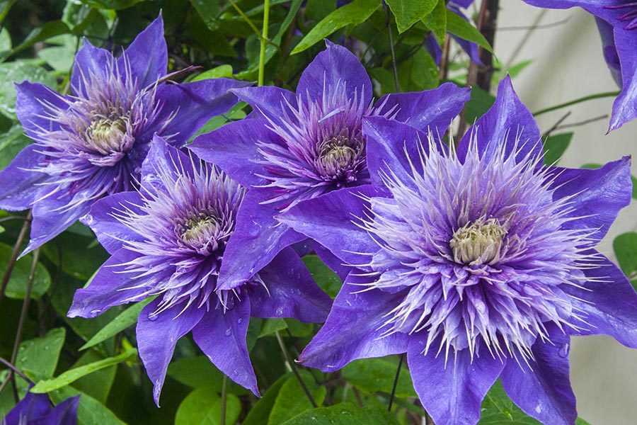 Purple Clematis
