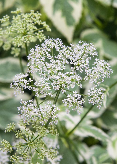Goutweed in Bloom