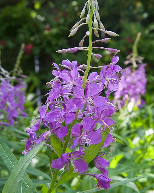 Fireweed in Bloom