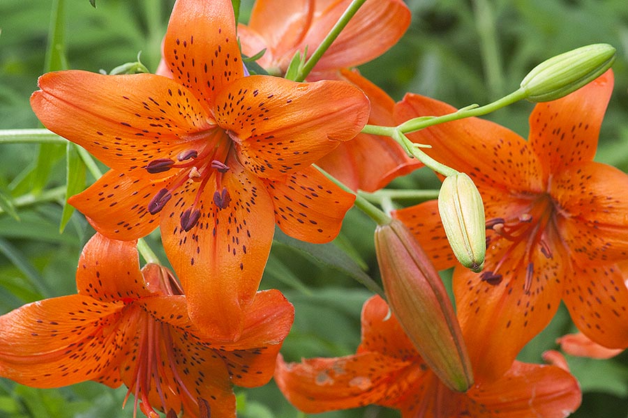Asiatic Lilies
