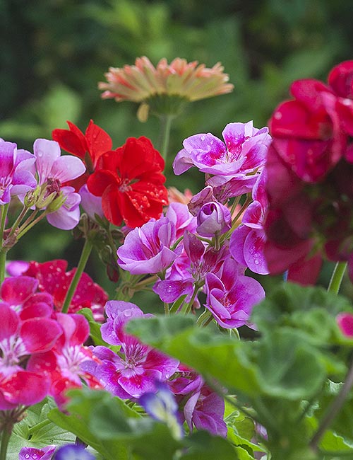 Summer Geraniums