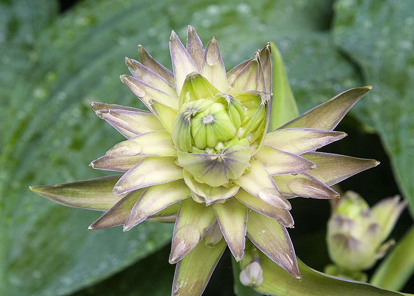 Giant Hosta Bud