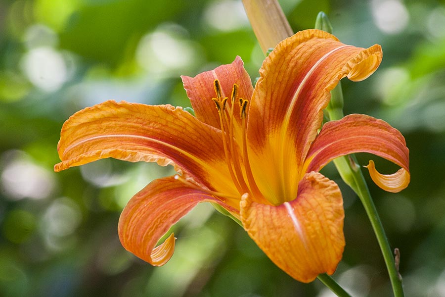 the First Day Lily