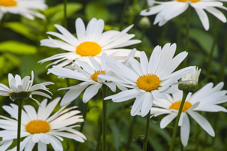 Summer Daisies