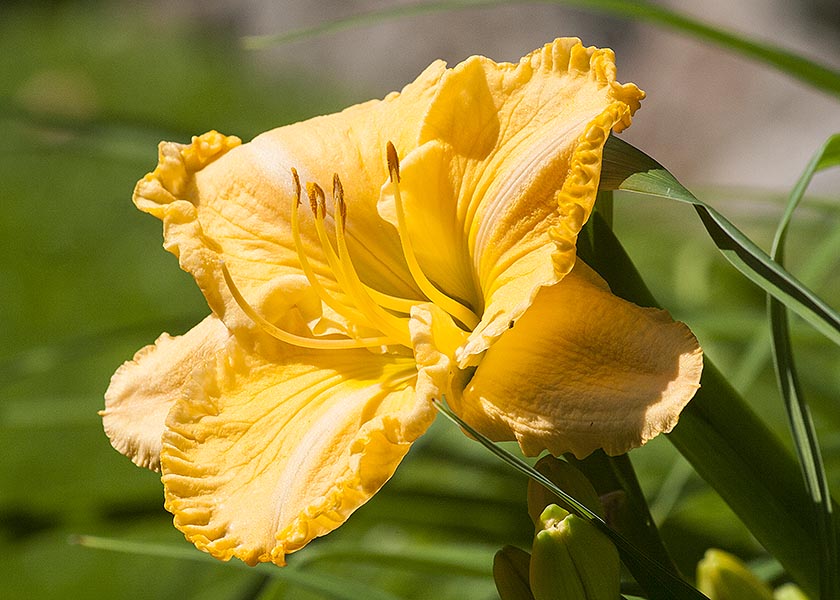 Golden Yellow Day Lily