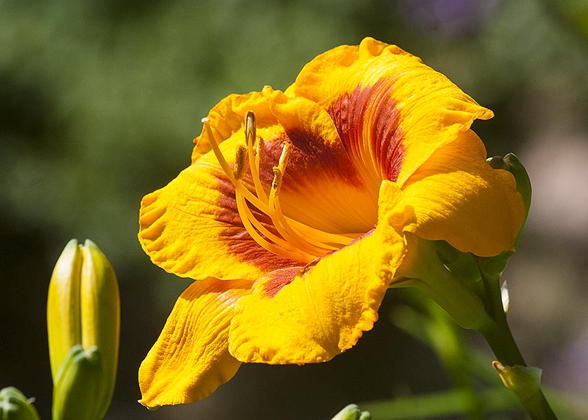 Another Day Lily