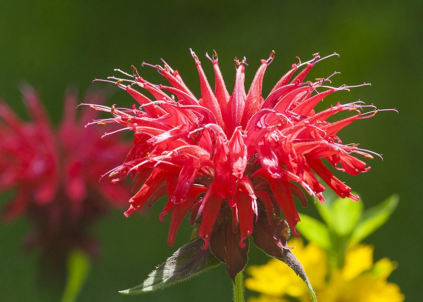 Bright Red Bee Balm