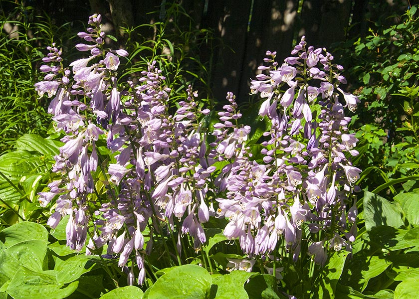 Lots of Hosta Flowers