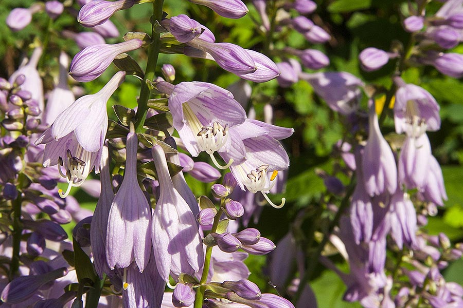 Hosta Flowers - Close-Up