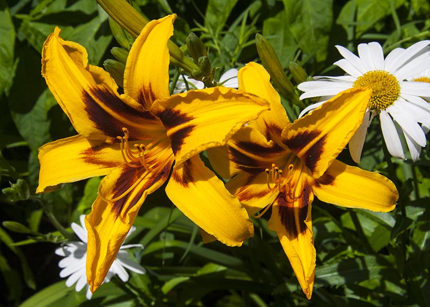 Golden Day Lilies
