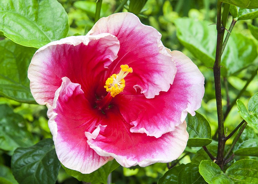 Hibiscus in Bloom