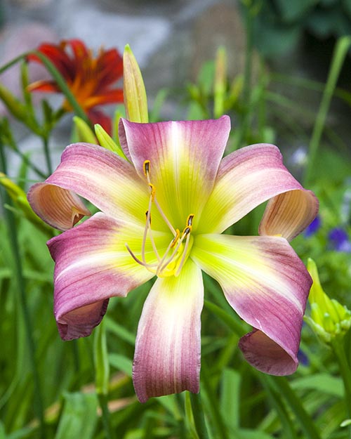 Another Day Lily