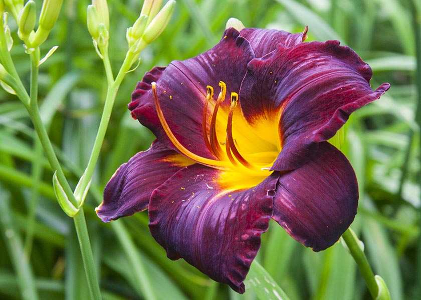 Dark Red Day Lily
