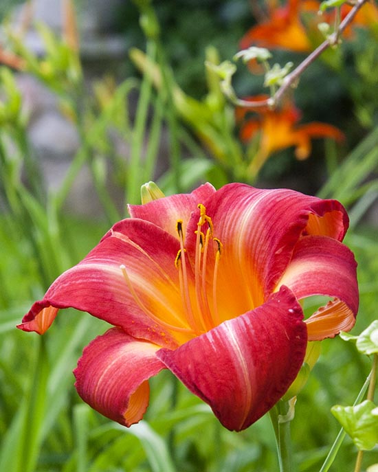 Bright Red Day Lily