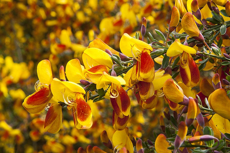 Scotch Broom