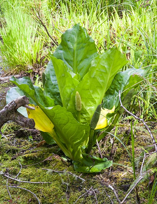 A Skunk Cabbage