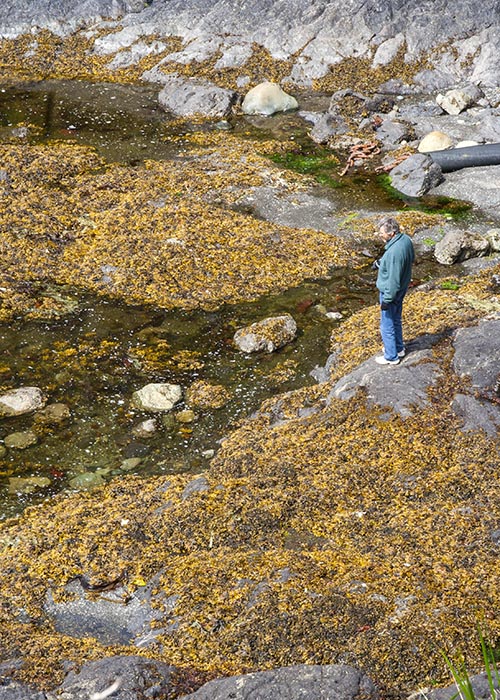 Low Tide