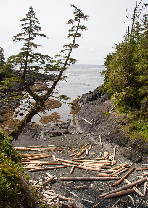 Beach with Logs